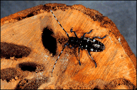 Asian Long-horned Beetle