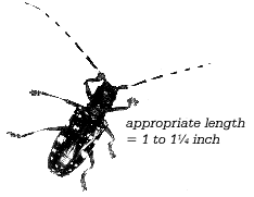 Asian Long-horned Beetle