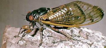 Cicada