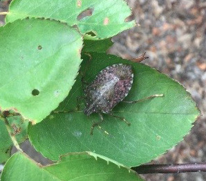 Brown Marmorated Stink Bug