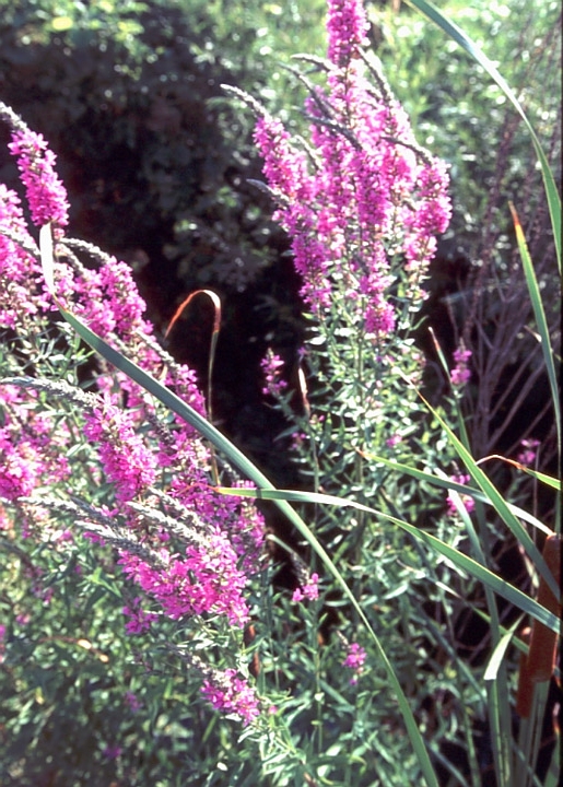 Purple Loosestrife