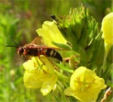 Eastern Cicada Killer