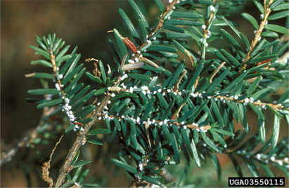 Hemlock Woolly Adelgid