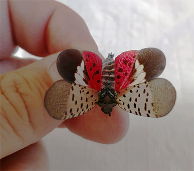 Spotted Lanternfly