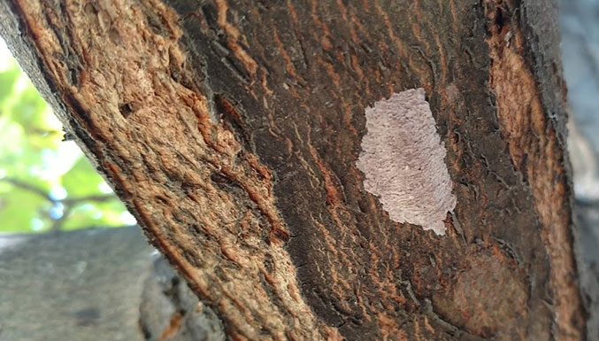 Spotted Lanternfly egg mass on a tree