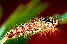 Gypsy Moth larvae