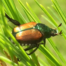 Japanese Beetle