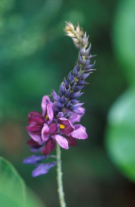 Kudzu Flower