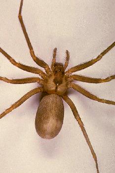 Brown Recluse Spider