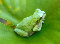 Cope's Gray Treefrog