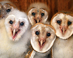 Banw owl chicks