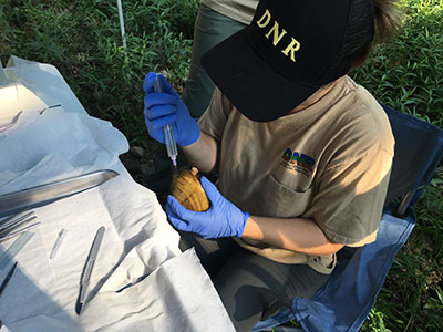 DNR staffer testing animal