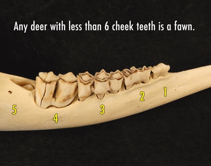 Side view of deer jaw less than 6 months old.