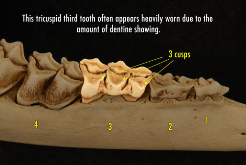 Close-up photo of deer jaw with six teeth and a heavily worn tricuspid third tooth indicating a yearling.