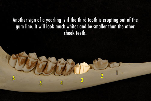 Deer jaw photo showing third tooth erupting out of the gum line. It will look much whiter and be smaller than the other cheek teeth.