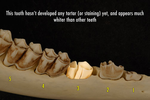 Close-up of deer jaw photo showing third tooth erupting out of the gum line. It will look much whiter and be smaller than the other cheek teeth.