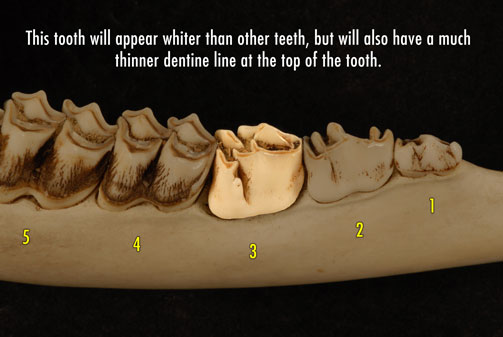 Close-up of deer jaw photo showing bicuspid third tooth that is white and not covered in tartar - another sign of a yearling.