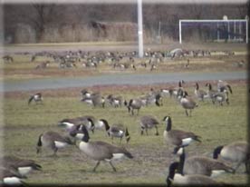 Geese Feeding