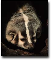 Badger