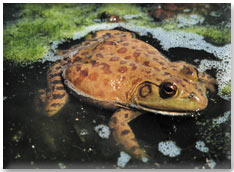 American BullFrog