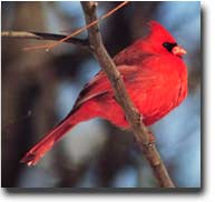 Cardinal