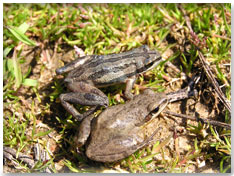 Western/Southeastern Chorus Frog