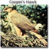 Cooper's Hawk