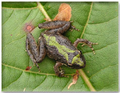 Blanchard's Cricket Frog