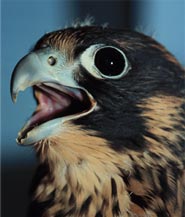 peregrine falcon