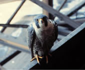 Peregrine Falcon