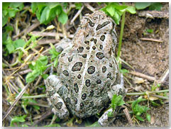 Fowler's Toad