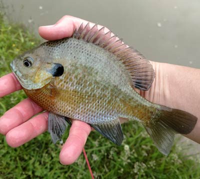 Bluegill