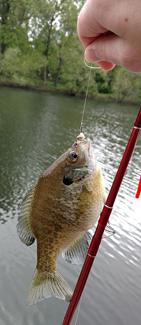 Bluegill and fishing pole