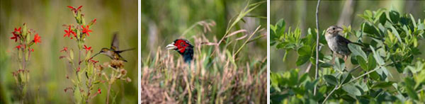 Indiana grasslands