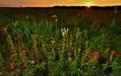 Grasslands at Fisher Oak Savanna