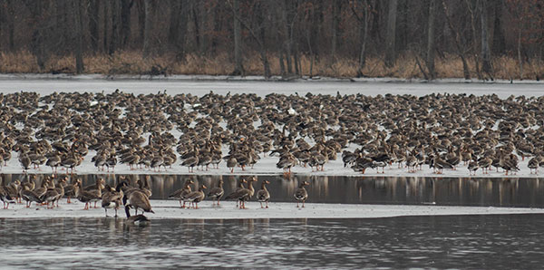 Geese on lake