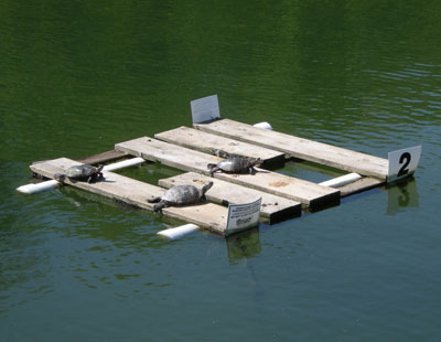 Pennsylvania Turtle Basking Habitat Platform