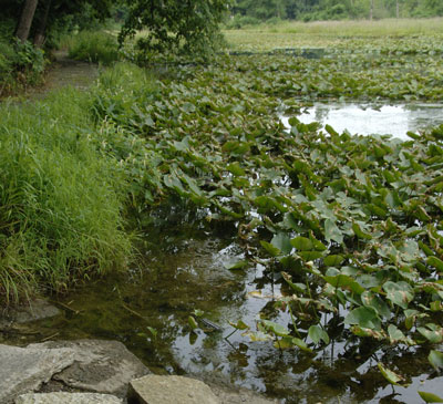 Aquatic Vegetation