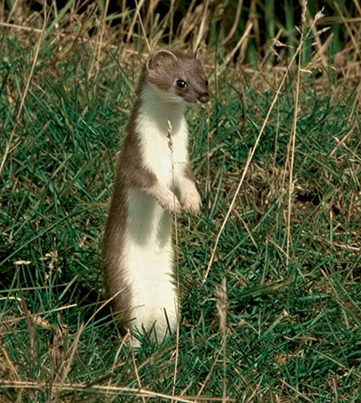 Weasel 