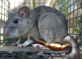 Allegheny Woodrat