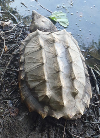 Alligator Snapping Turtle