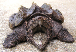 Alligator Snapping Turtle