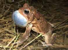 American Toad