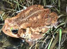 American Toad