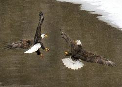 bald eagles flying