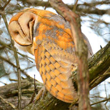 barn owl