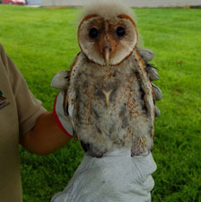 barn owlet