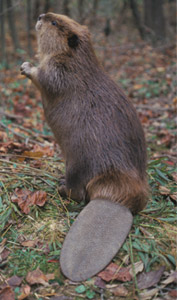 beaver