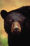 black bear