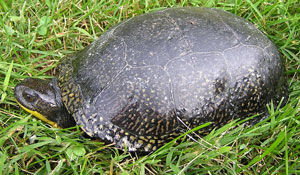 Blanding's turtle